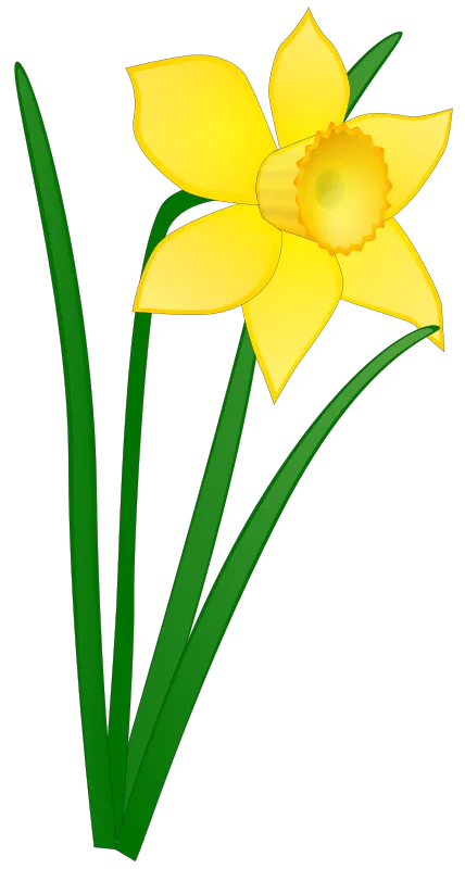 Daffodil